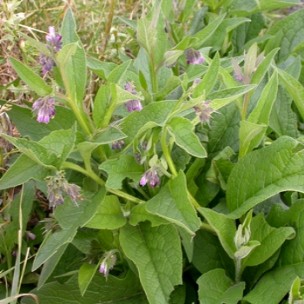 officinale officinale